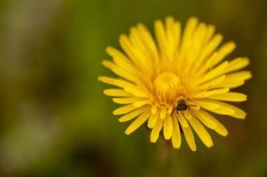 karahindiba yakın çekim bahar çiçek