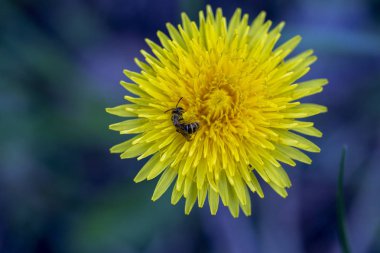 karahindiba yakın çekim bahar çiçek