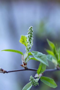 Bahar ağaçlarda tomurcukları, çiçek tomurcukları ağaç üzerinde