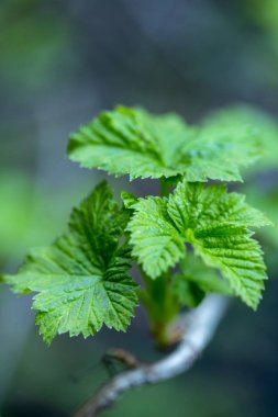 Bahar ağaçlarda tomurcukları, çiçek tomurcukları ağaç üzerinde