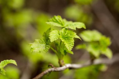 Bahar ağaçlarda tomurcukları, çiçek tomurcukları ağaç üzerinde