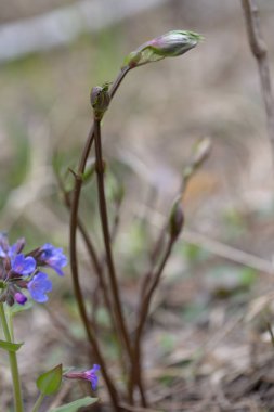 Bahar ağaçlarda tomurcukları, çiçek tomurcukları ağaç üzerinde