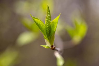 Bahar ağaçlarda tomurcukları, çiçek tomurcukları ağaç üzerinde