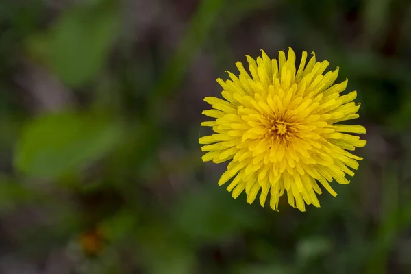 Dandelion close-up spring flower — Stock Photo, Image
