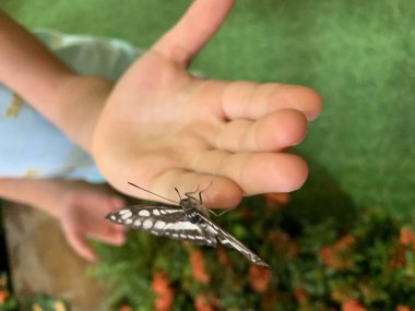 Tayland 'ın tropikal ormanlarında tropik kelebekler