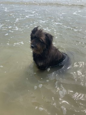 Tayland sahilinde büyük, tüylü bir köpek.