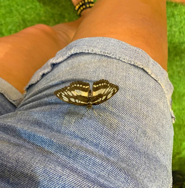 Tayland 'ın tropikal ormanlarında tropik kelebekler