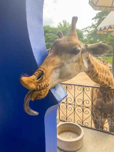 Nourrir Une Girafe Dans Zoo Thaïlande — Photo