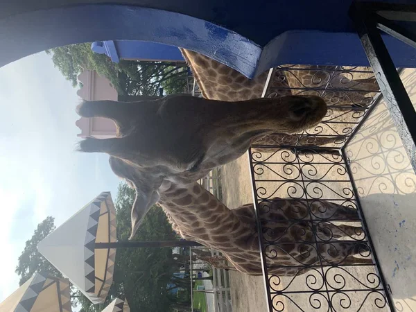 Feeding Giraffe Zoo Thailand — Stock Photo, Image