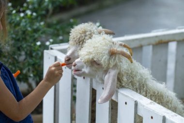 Hayvanat bahçesindeki keçiler, keçileri havuçla besliyor.