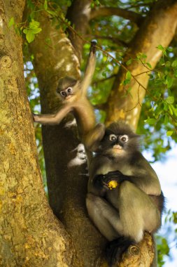 Tayland parkında langur maymunları