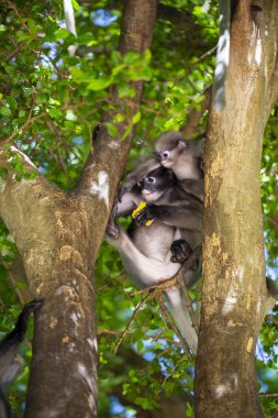 Tayland parkında langur maymunları