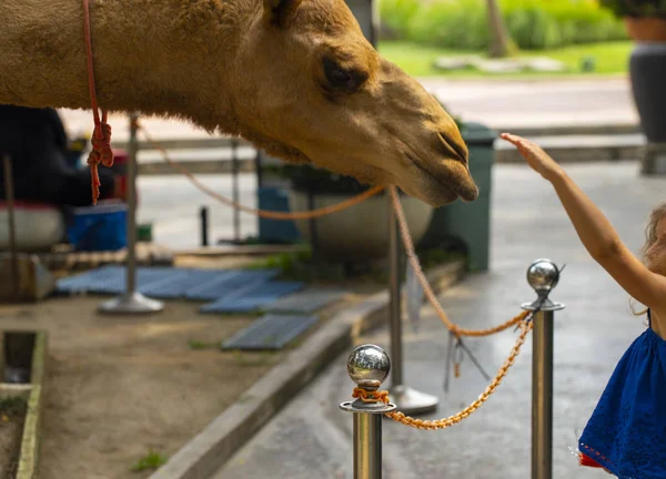 Camelo close-up, alimentando o camelo no zoológico — Fotografia de Stock