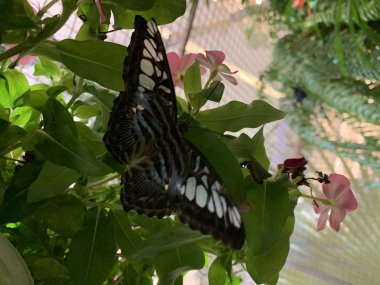 Tayland 'ın tropikal ormanlarında tropik kelebekler