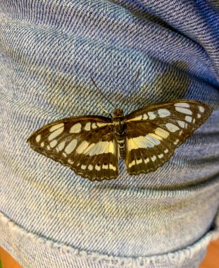 Tayland 'ın tropikal ormanlarında tropik kelebekler