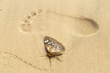 Kumda ölü bir kelebek, bir adamın ayak izinde.