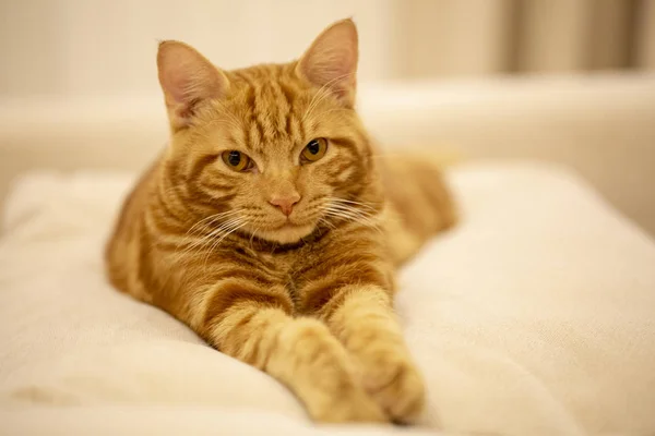 Sleepy red cat lying on a light couch — Stock Photo, Image