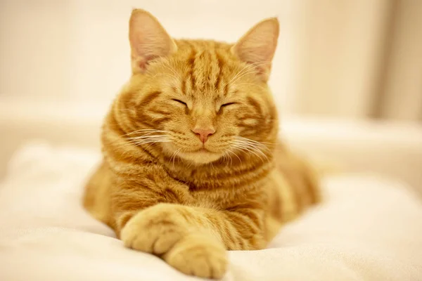 Νυσταγμένη κόκκινη γάτα ξαπλωμένη σε έναν ελαφρύ καναπέ — Φωτογραφία Αρχείου