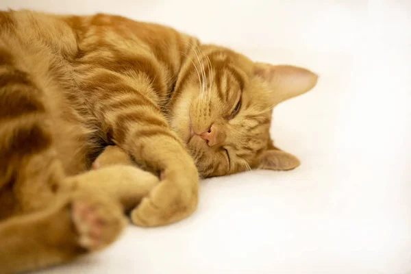 Gato vermelho em óculos redondos em um fundo branco — Fotografia de Stock