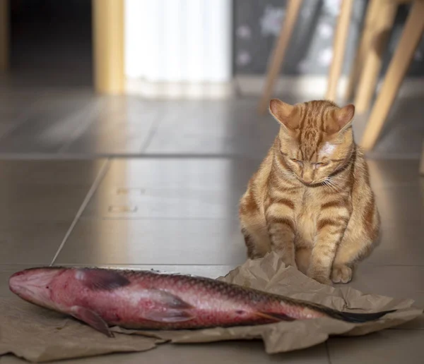 red cat and big fish lying on the floor