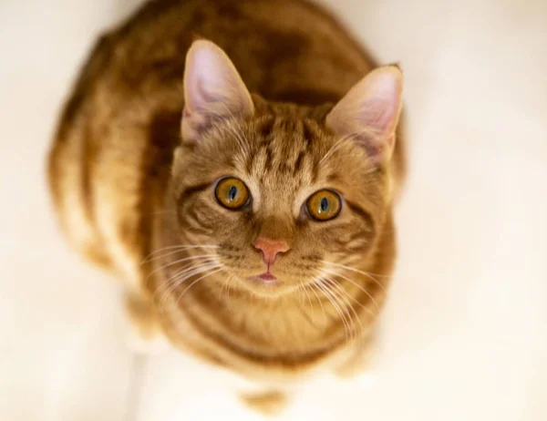 Oturan kızıl kedi, yaklaş. — Stok fotoğraf