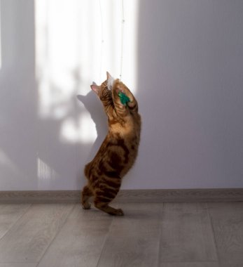 Zencefilli kedi, kısa kuyruklu at Sunny Zeminde oynar