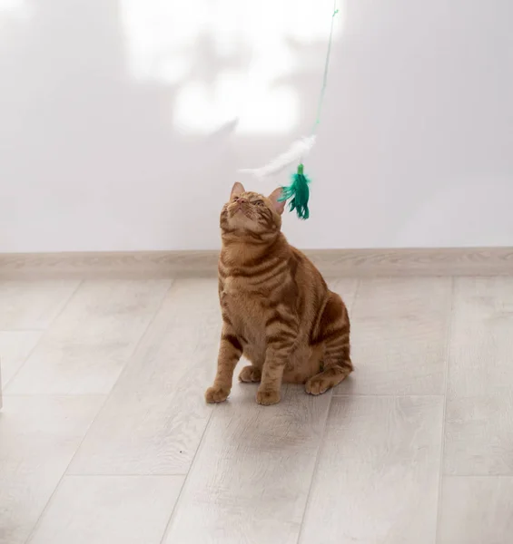 Рыжая кошка, Порода Бобтейл играет на солнечном полу — стоковое фото