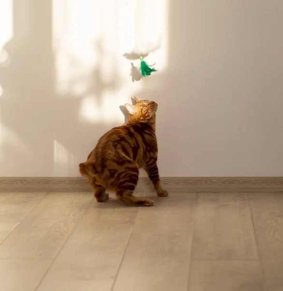 Рыжая кошка, Порода Бобтейл играет на солнечном полу — стоковое фото