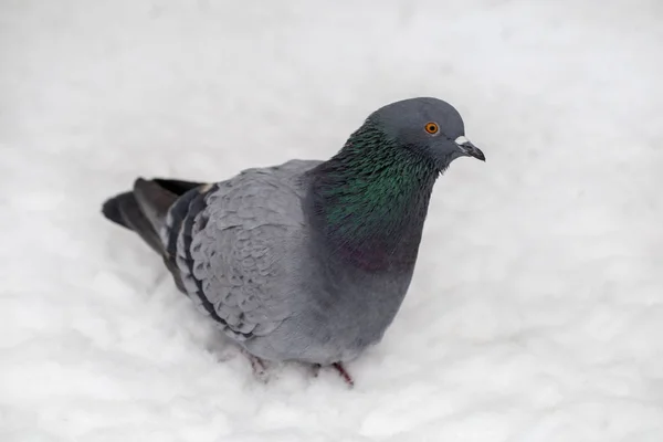 鳩は雪の中で食料を探し — ストック写真