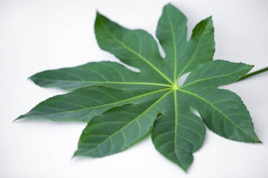 Işık arkaplan üzerindeki yakın plan sayfası