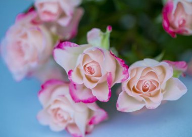 Bir buket çay gülünü yakından çek.