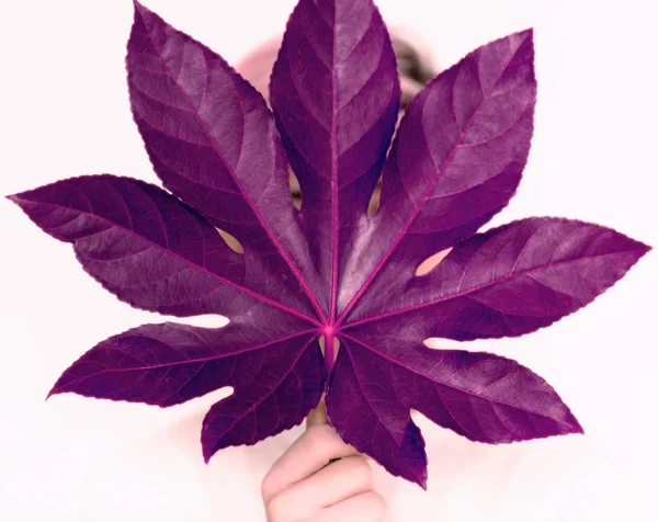 A teenage boy holds a large leaf from a tree in front of him — Stock Photo, Image