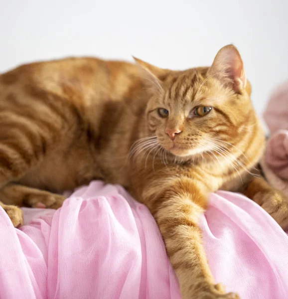 Рыжая кошка лежит на розовой ткани — стоковое фото