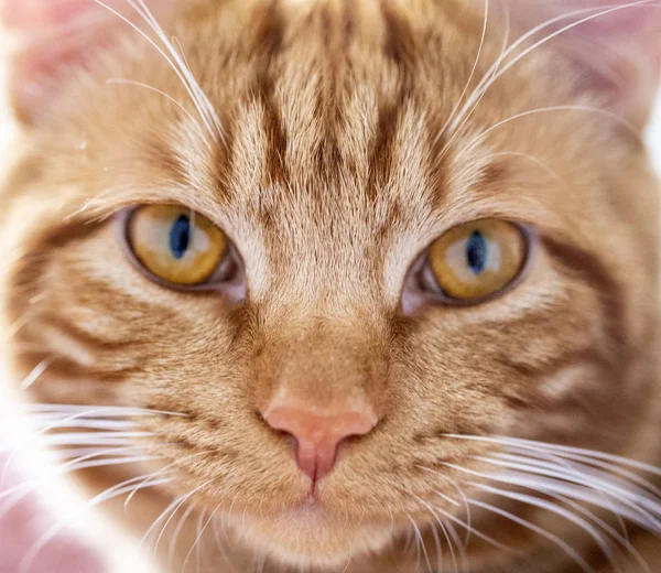 Piros macska közelkép .szájkosár — Stock Fotó