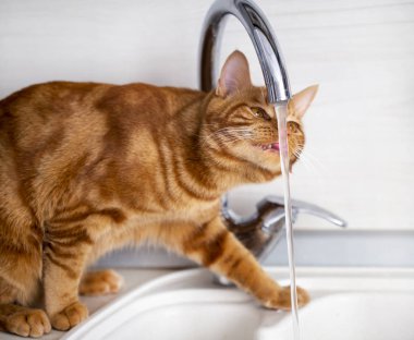 Kızıl saçlı genç bir kedi mutfakta muslukla oynuyor.