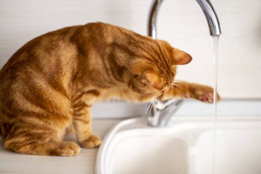 Kızıl saçlı genç bir kedi mutfakta muslukla oynuyor.