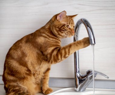 Kızıl saçlı genç bir kedi mutfakta muslukla oynuyor.