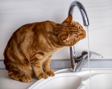 Kızıl saçlı genç bir kedi mutfakta muslukla oynuyor.