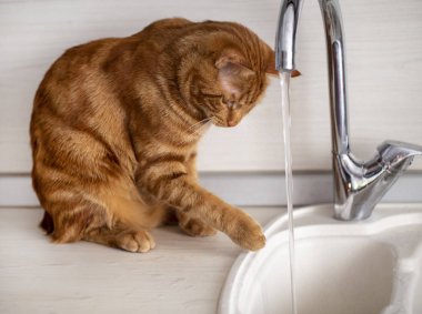 Kızıl saçlı genç bir kedi mutfakta muslukla oynuyor.