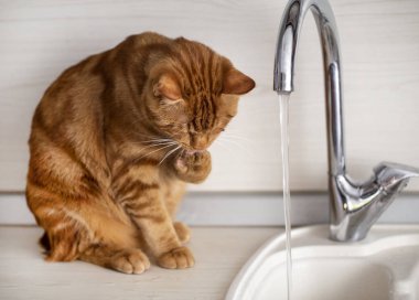 Kızıl saçlı genç bir kedi mutfakta muslukla oynuyor.