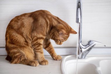 Kızıl saçlı genç bir kedi mutfakta muslukla oynuyor.