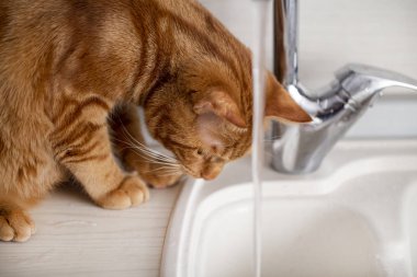 Kızıl saçlı genç bir kedi mutfakta muslukla oynuyor.