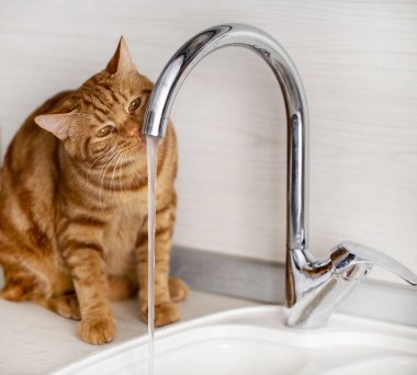 Kızıl saçlı genç bir kedi mutfakta muslukla oynuyor.