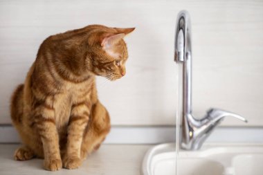 Kızıl saçlı genç bir kedi mutfakta muslukla oynuyor.