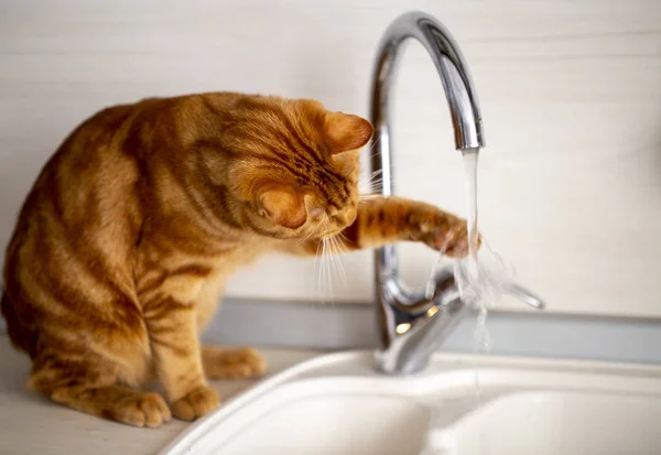 Kızıl saçlı genç bir kedi mutfakta muslukla oynuyor.