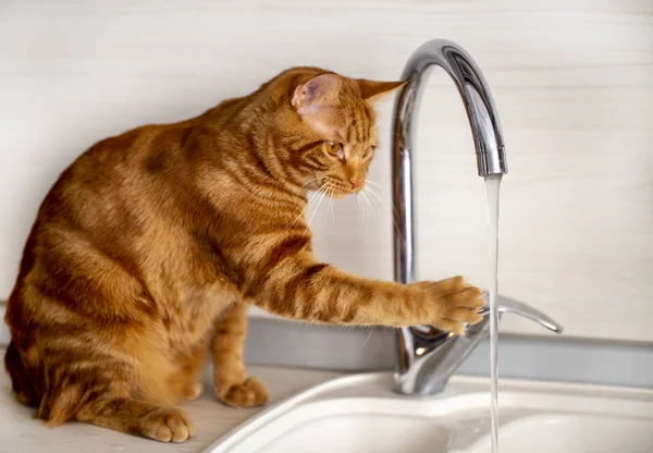 Kızıl saçlı genç bir kedi mutfakta muslukla oynuyor.