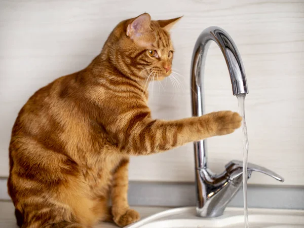 Kızıl saçlı genç bir kedi mutfakta muslukla oynuyor.