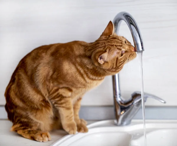 Kızıl saçlı genç bir kedi mutfakta muslukla oynuyor.