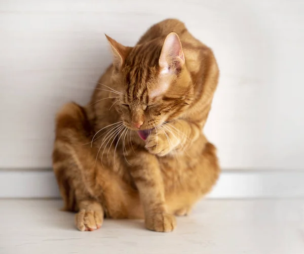 Kızıl saçlı genç bir kedi mutfaktaki musluğun yanında yıkanır. — Stok fotoğraf