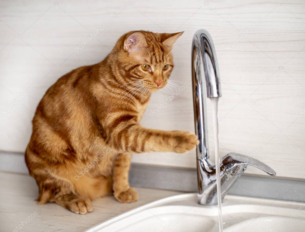 a red - haired teen cat plays with a water tap in the kitchen in